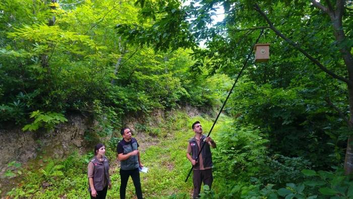 Artvin Ormanlarında Zararlı Böceklerle Karşı Kuşlar Devrede