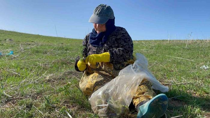 Tatvan’da Şifa Deposu ‘Kenger Otu’ Mesaisi Başladı