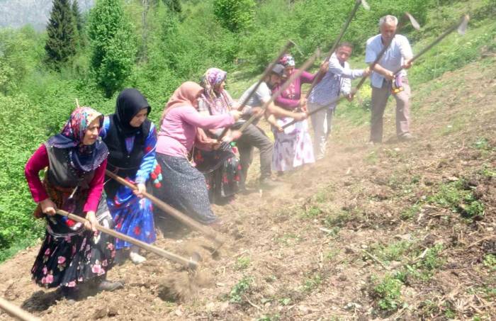 Giresun’un Çanakçı İlçesinde Asırlık İmece Geleneği Yaşatılıyor