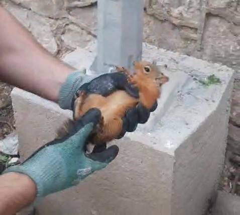 İtfaiyeden Sincap Kurtarma Operasyonu