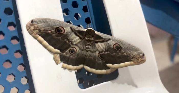 Vincent Van Gogh’un Eserinde Yer Alan ‘Tavus Kelebeği’ Siirt’te Görüldü