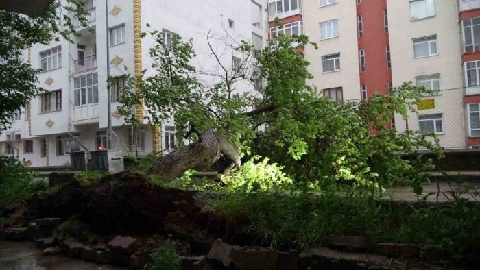 Yozgat’ta Kayısı Ağacı Şiddetli Rüzgarda Devrildi, Çağlaları Kapışıldı