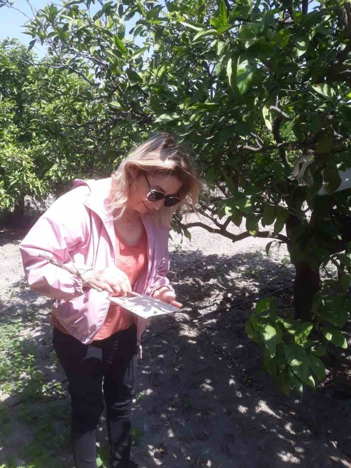 Akdeniz Meyve Sineği Tuzak Kontrolleri Yapıldı