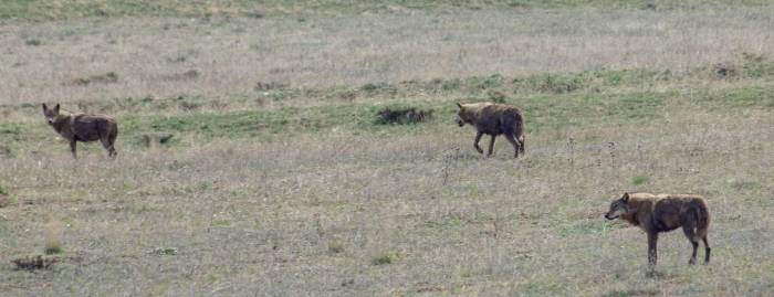 Bayburt’ta İlçeye İnen 3 Kurt Arazide Görüldü