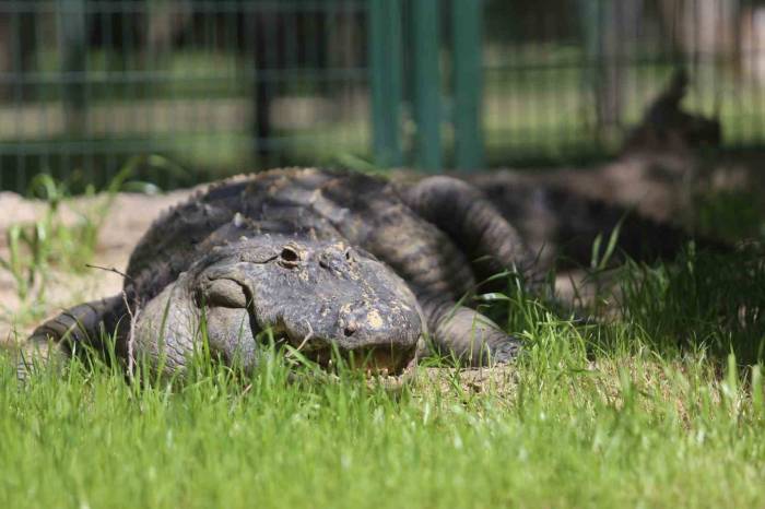 Bursa Hayvanat Bahçesi’nin Yeni Üyesi Bursaspor’un Maskotu Oldu