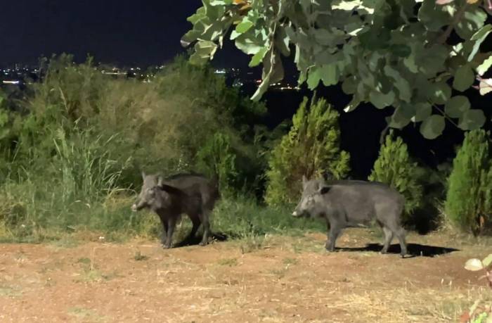 Çukurova Üniversitesinde Domuz Tedirginliği