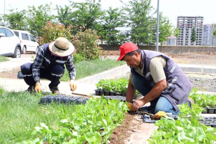 Diyarbakır’da 200 Bin Çiçek Toprakla Buluşuyor