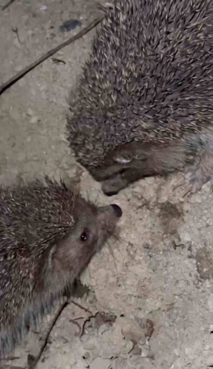 Kirpilerin İlginç Anları Kameraya Yansıdı