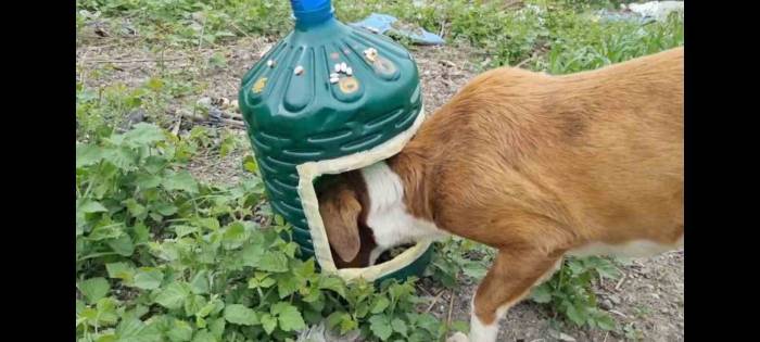 Yemek Atıkları Sokak Hayvanlarına Mama Oluyor