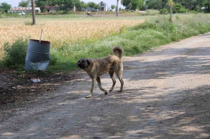 Yaşlı Kadını Köpeklerin Parçaladığı Köyde Vatandaşlar, Köpeklerin Toplanmasını İstiyor