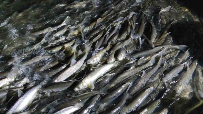 İnci Kefalinin Muhteşem Gece Yolculuğu Başladı