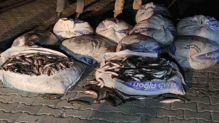 Van’da 1 Ton 800 Kilo Kaçak Avlanılan İnci Kefali Ele Geçirildi