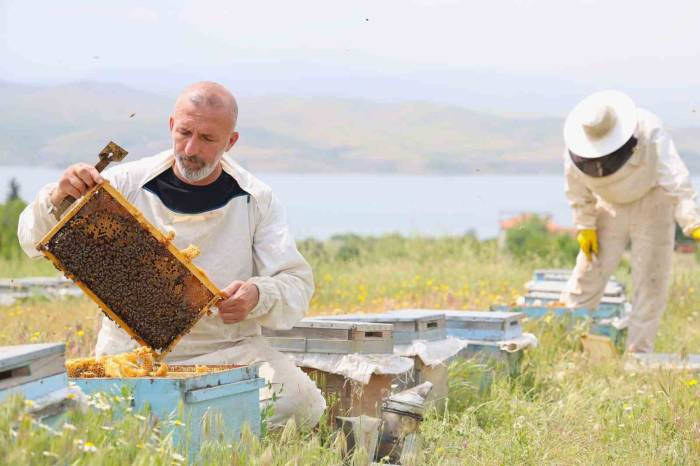 Toz Taşınımı Polen Ve Nektara Ulaşımı Zorlaştırdı, Arılar Strese Girdi