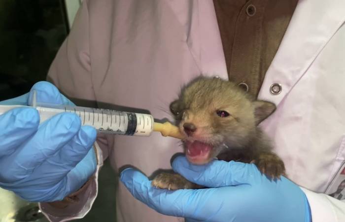 Tilki Yavruları Koruma Altında