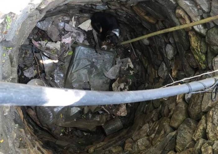 Kuyuya Düşen Köpeği İtfaiye Kurtardı