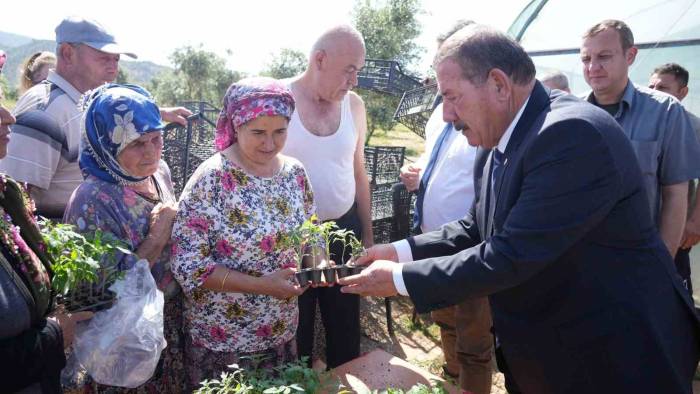 Milas Belediyesi’nden Üreticilere Ata Tohumdan Üretilen Fide Desteği