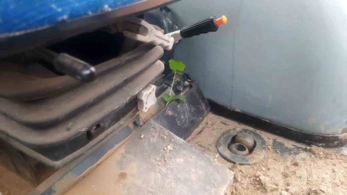 Tohumun Filizlendiği Yeri Görenler Şoke Oldu