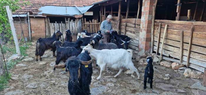 Keçilerini Otlatırken Şiir Yazıp, Türkü Besteliyor