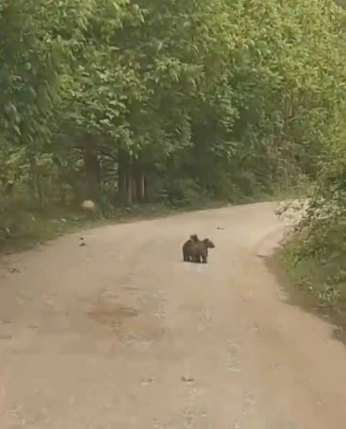 Annelerini Kaybeden Minik Ayıların İmdadına Köylüler Yetişti