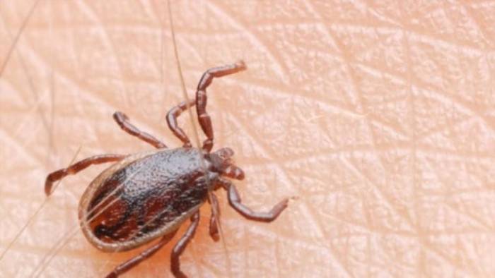 Cuma Hutbesinde Kırım Kongo Kanamalı Ateş Uyarısı Yapıldı