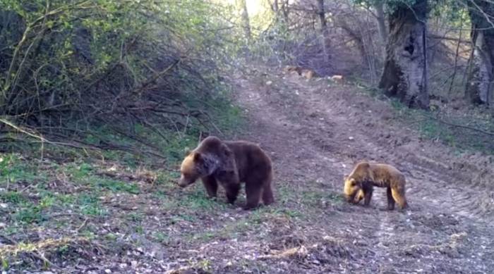 Bozayı Ve Yavrusunun Yemek Arayışı Fotokapanla Görüntülendi