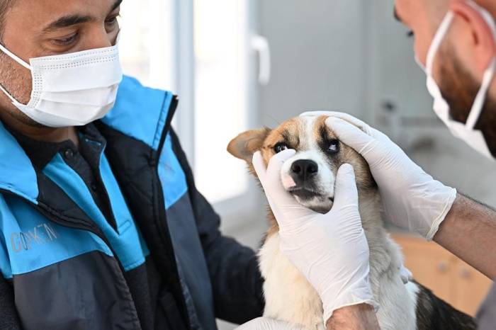 Gaziosmanpaşa’da Sokak Hayvanlarına Şefkat Eli