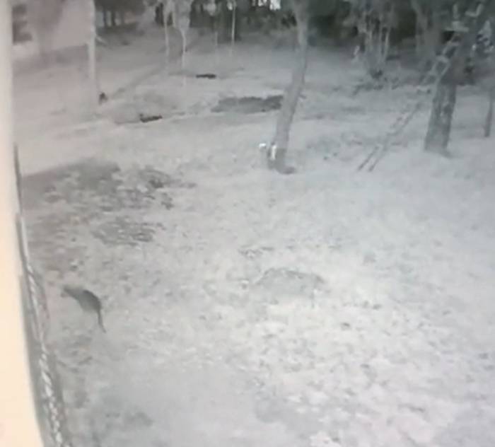 Köye İnen Kurt, İş Yeri Bahçesindeki Köstebeği Böyle Avladı