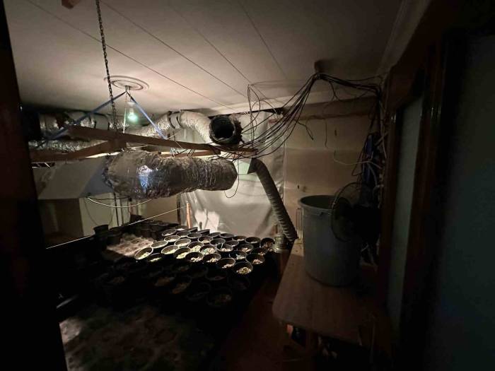 Esenyurt’ta Uyuşturucu Serasına Çevrilen Eve Operasyon: 15 Kilogram Esrar Ele Geçirildi