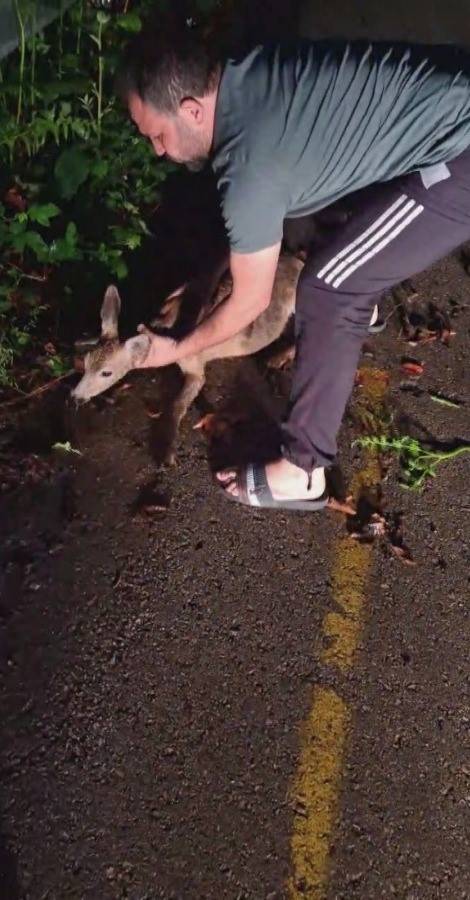 Ayağından Yaralanarak Bariyerin Altına Sıkışan Yavru Karacanın Yardımına Duyarlı Vatandaş Yetişti