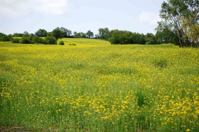 Kanola Çiçek Açtı, Tarlalar Sarıya Boyandı