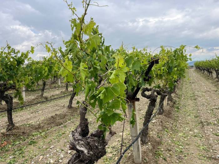 Denizli’de Dolu Yağışı Üzüm Bağlarını Vurdu