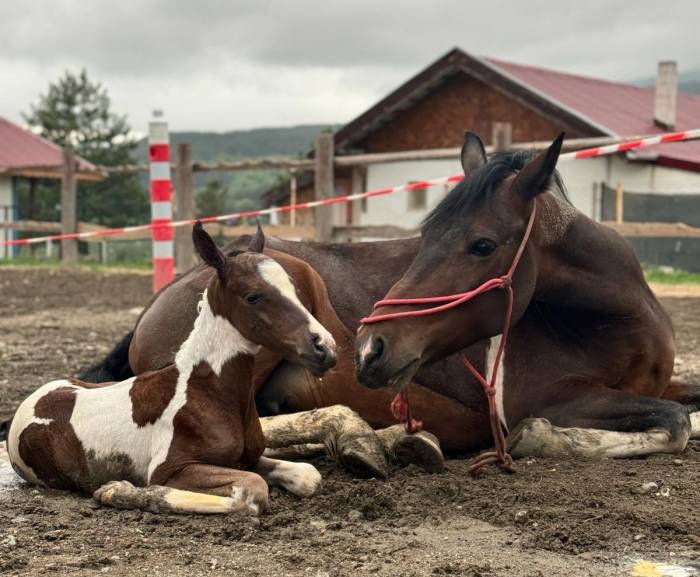Atın Doğum Anı Görüntülendi