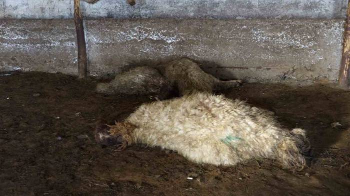 Erciş’te Ahırda Havasız Kalan Koyunlar Telef Oldu