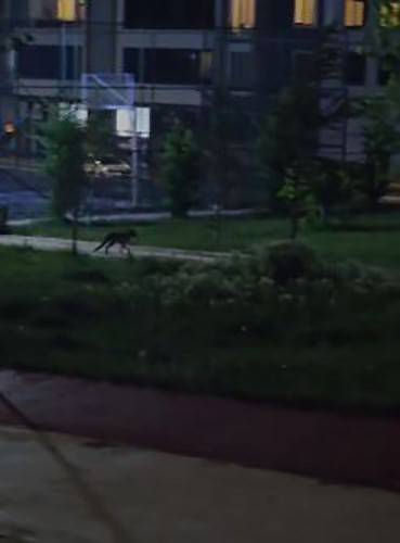 Tilkiler Şehir Merkezini Mesken Tuttu