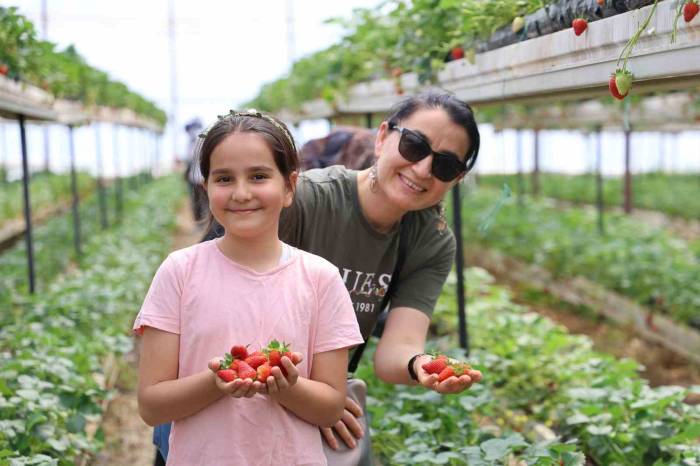 İstedikleri Kadar Topluyorlar