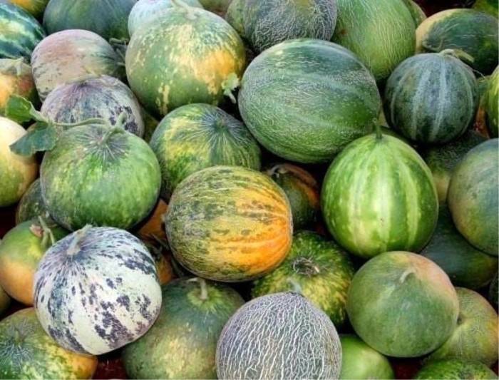 Karahallı Kavunu Uluslararası Lezzet Kataloğu Ark Of Taste Listesine Kabul Edildi