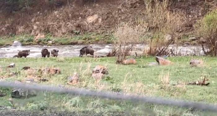 Kars-göle Yolunda Domuz Sürüsü Görüntülendi