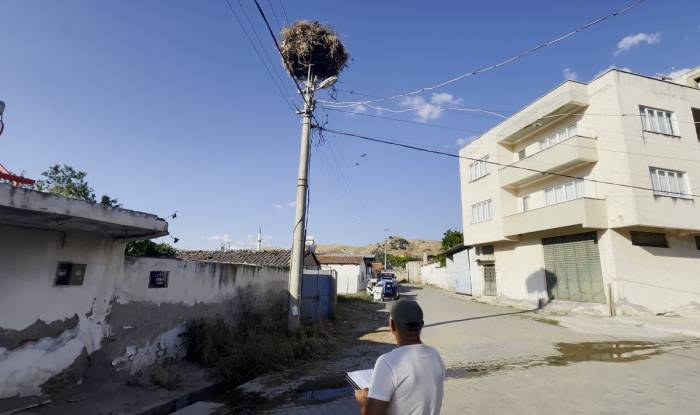 Aydın’da Leylek Sayımları Tamamlandı