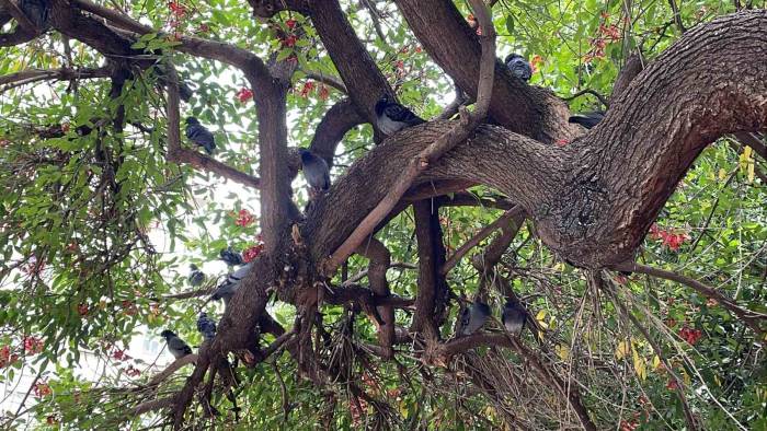 Binlerce Kuşun Bulunduğu Atatürk Parkı Çocuklu Ailelerin Vazgeçilmezi Oldu