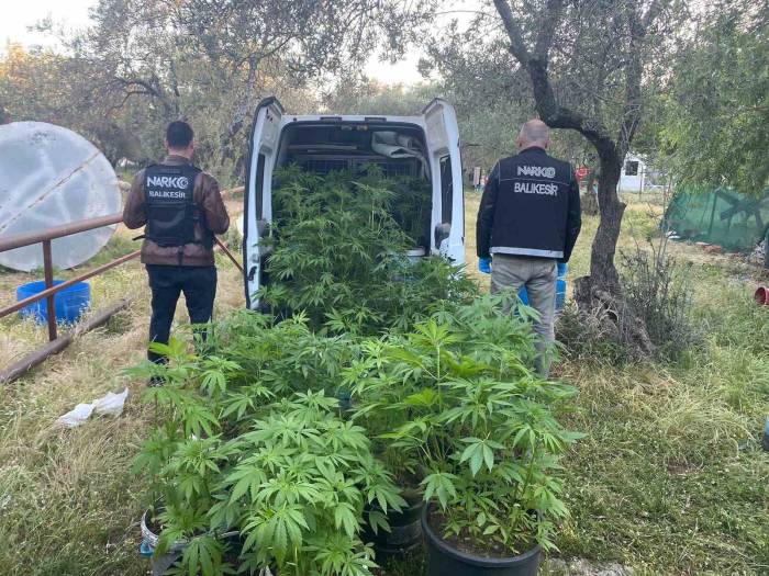 Ayvalık’ta Polisten Uyuşturucu Operasyonu