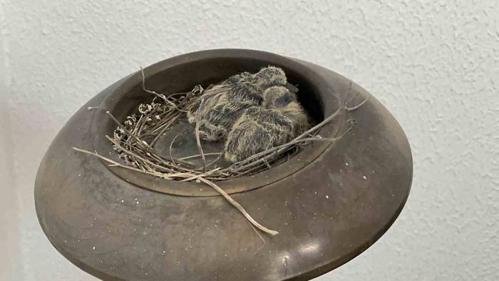 Makam Odasının Balkonundaki Küllük Kumrunun Yuvası Oldu