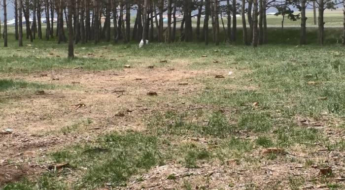 Kars’ta Tarhi Tren İstasyonundaki Kuru Çam Ağaçları Kesildi