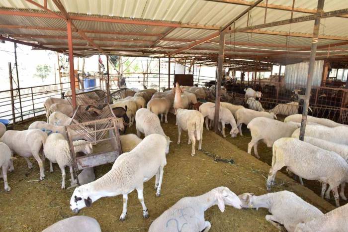 Kepez’den Kurban Pazarı Hizmeti