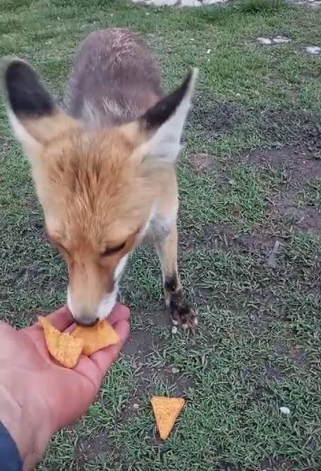 Tilkiyle Olan Dostluğu Hayret Ettiriyor
