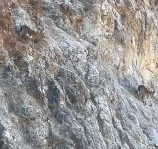 Harşit Çayı’nda Su Samuru, Torul’da Yaban Keçisi Görüntülendi