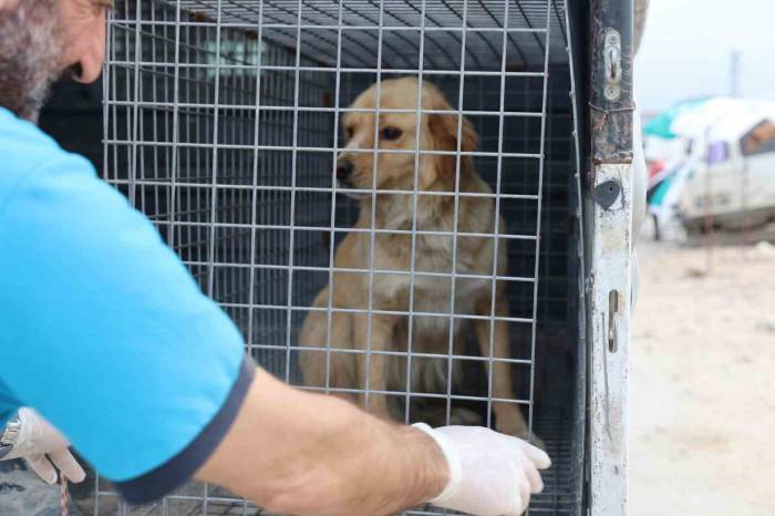 Ölümle Sonuçlanabilen Kuduzla İlgili Veterinerden Aşı Uyarısı