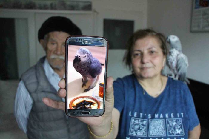 Kayıp Papağan ‘Can’ İçin Her Gün Ağlıyorlar