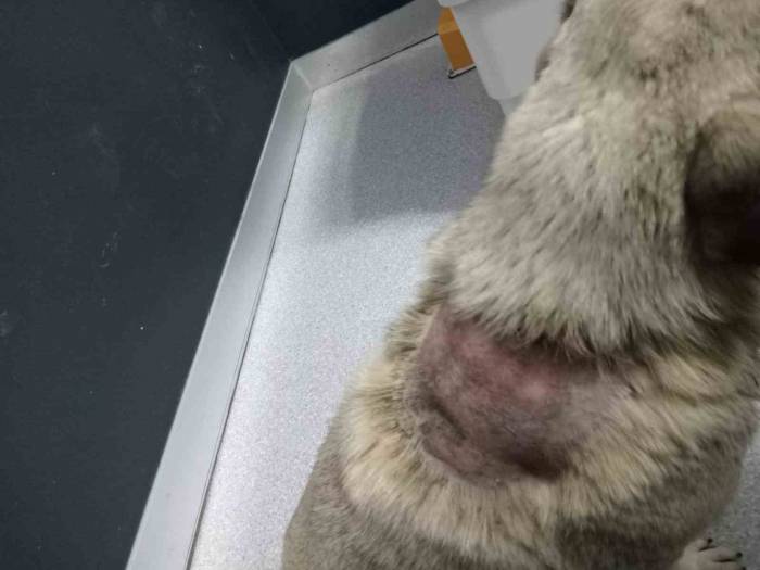 Büyükçekmece’de Sitede Sokak Köpeğinin Üzerine Kaynar Su Döküldü