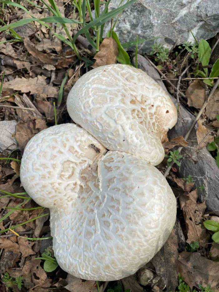 Şemdinli’de Mantar Bereketi Vatandaşın Yüzünü Güldürdü