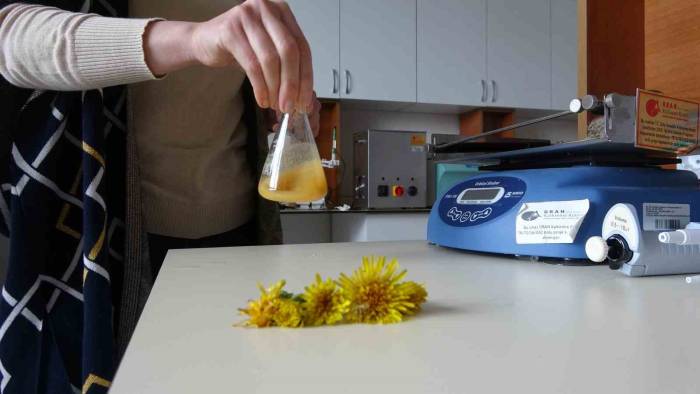 Doğada Ki Şifa, "Karahandiba"